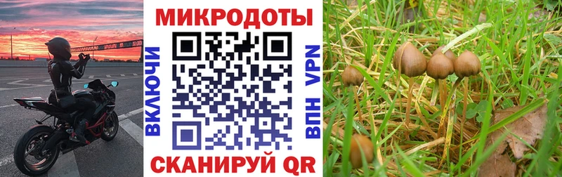 как найти наркотики  Задонск  Галлюциногенные грибы Psilocybe 